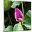 Pink Lotus Bud Lily Pads Close-Up Lotus Pond Temple of the Sun, Beijing, China-William Perry-Mounted Photographic Print