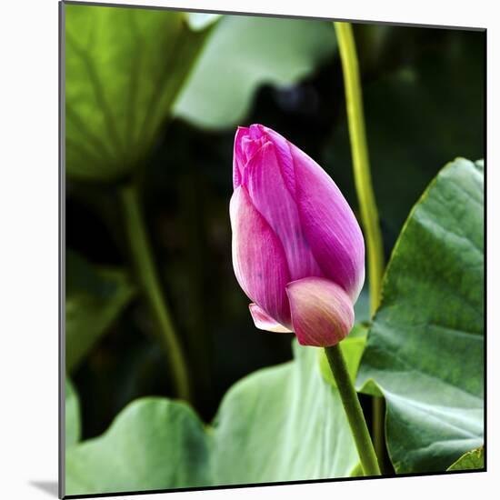 Pink Lotus Bud Lily Pads Close-Up Lotus Pond Temple of the Sun, Beijing, China-William Perry-Mounted Photographic Print