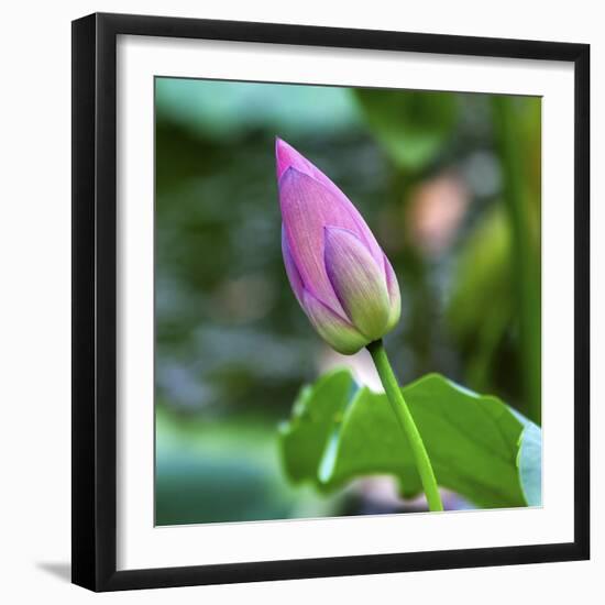 Pink Lotus Bud Lily Pads Close-Up Lotus Pond Temple of the Sun, Beijing, China-William Perry-Framed Photographic Print