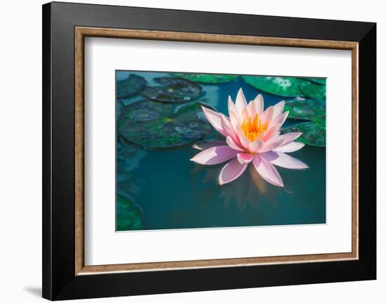 Pink Lotus Flower in Pond-null-Framed Art Print