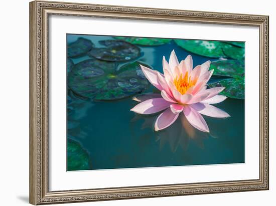 Pink Lotus Flower in Pond-null-Framed Art Print