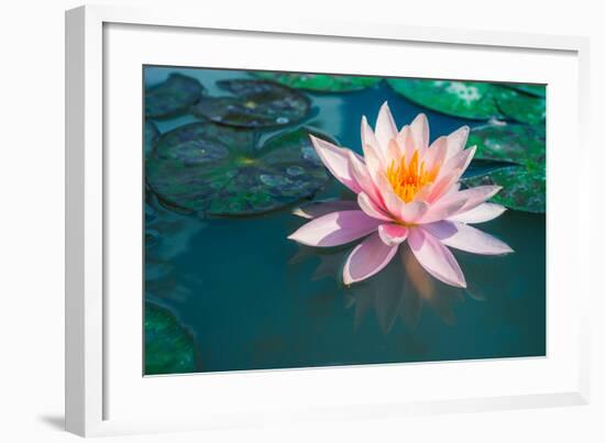 Pink Lotus Flower in Pond-null-Framed Art Print