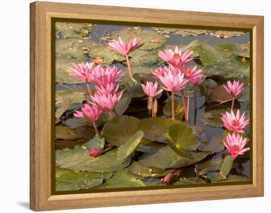 Pink Lotus Flower in the Morning Light, Thailand-Gavriel Jecan-Framed Premier Image Canvas