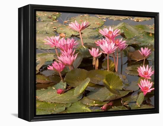 Pink Lotus Flower in the Morning Light, Thailand-Gavriel Jecan-Framed Premier Image Canvas