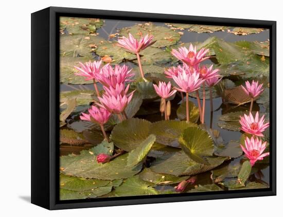 Pink Lotus Flower in the Morning Light, Thailand-Gavriel Jecan-Framed Premier Image Canvas