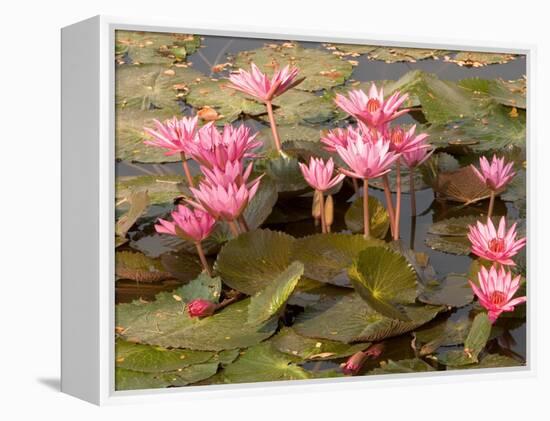 Pink Lotus Flower in the Morning Light, Thailand-Gavriel Jecan-Framed Premier Image Canvas