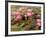 Pink Lotus Flower in the Morning Light, Thailand-Gavriel Jecan-Framed Photographic Print