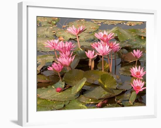 Pink Lotus Flower in the Morning Light, Thailand-Gavriel Jecan-Framed Photographic Print