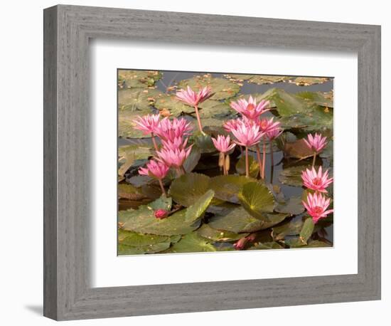 Pink Lotus Flower in the Morning Light, Thailand-Gavriel Jecan-Framed Photographic Print