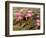 Pink Lotus Flower in the Morning Light, Thailand-Gavriel Jecan-Framed Photographic Print