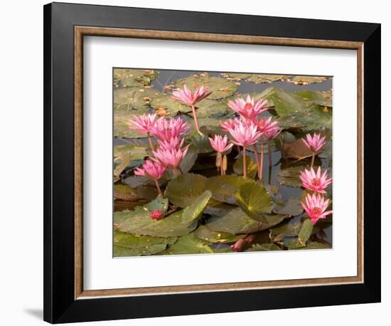 Pink Lotus Flower in the Morning Light, Thailand-Gavriel Jecan-Framed Photographic Print