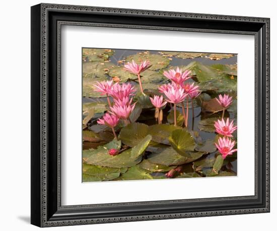 Pink Lotus Flower in the Morning Light, Thailand-Gavriel Jecan-Framed Photographic Print