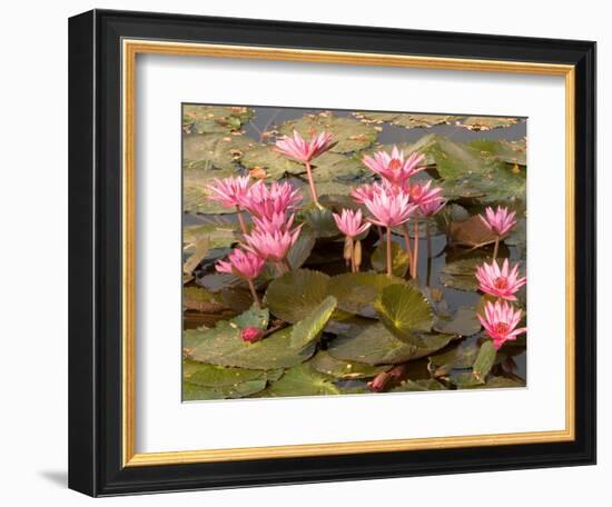 Pink Lotus Flower in the Morning Light, Thailand-Gavriel Jecan-Framed Photographic Print