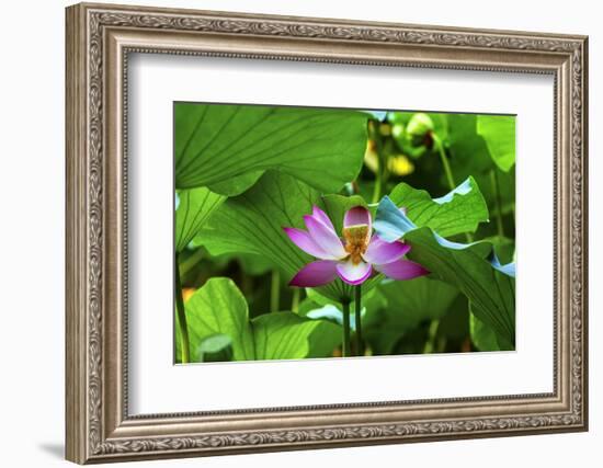 Pink Lotus Flower Stamen Lily Pads Close-Up Lotus Pond Summer Palace, Beijing, China-William Perry-Framed Photographic Print