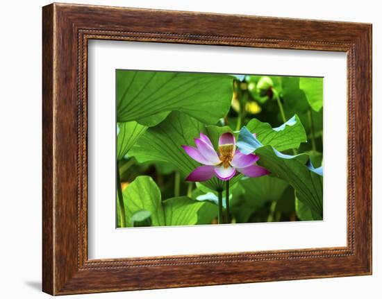 Pink Lotus Flower Stamen Lily Pads Close-Up Lotus Pond Summer Palace, Beijing, China-William Perry-Framed Photographic Print