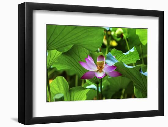 Pink Lotus Flower Stamen Lily Pads Close-Up Lotus Pond Summer Palace, Beijing, China-William Perry-Framed Photographic Print