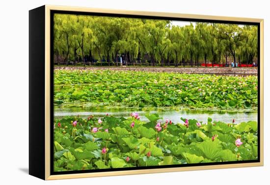 Pink Lotus Pads Garden Summer Palace, Beijing, China-William Perry-Framed Premier Image Canvas