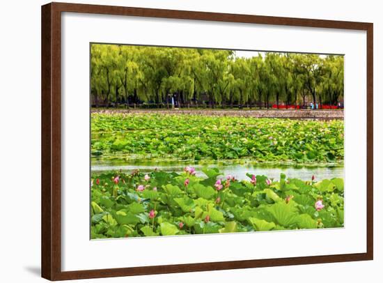 Pink Lotus Pads Garden Summer Palace, Beijing, China-William Perry-Framed Photographic Print