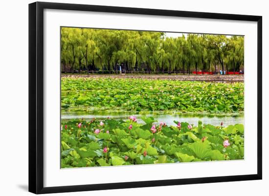 Pink Lotus Pads Garden Summer Palace, Beijing, China-William Perry-Framed Photographic Print