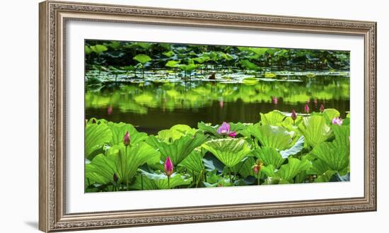 Pink Lotus Pond Garden Lily Pads Summer Palace, Beijing, China-William Perry-Framed Photographic Print