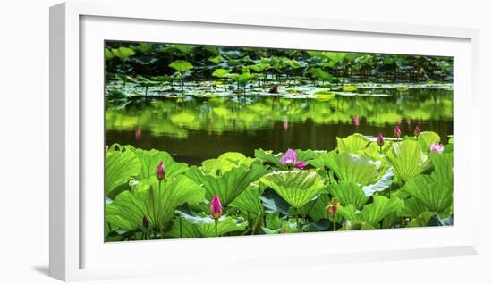 Pink Lotus Pond Garden Lily Pads Summer Palace, Beijing, China-William Perry-Framed Photographic Print