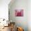 Pink Lotus-Sally Bennett Baxley-Giclee Print displayed on a wall