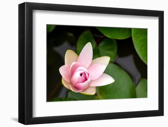 Pink Lotus-voraorn-Framed Photographic Print