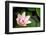 Pink Lotus-voraorn-Framed Photographic Print