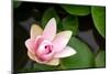 Pink Lotus-voraorn-Mounted Photographic Print