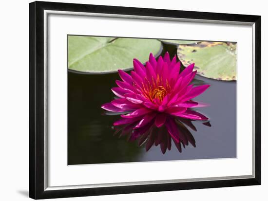 Pink Lotus-samarttiw-Framed Photographic Print