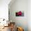 Pink Lotus-samarttiw-Photographic Print displayed on a wall