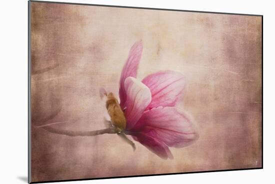 Pink Magnolia 1-Jai Johnson-Mounted Giclee Print