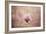 Pink Magnolia 2-Jai Johnson-Framed Giclee Print