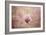 Pink Magnolia 2-Jai Johnson-Framed Giclee Print