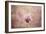 Pink Magnolia 2-Jai Johnson-Framed Giclee Print