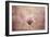 Pink Magnolia 2-Jai Johnson-Framed Giclee Print