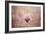 Pink Magnolia 2-Jai Johnson-Framed Giclee Print