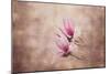 Pink Magnolia 3-Jai Johnson-Mounted Giclee Print