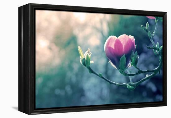 Pink Magnolia Blossom-Inguna Plume-Framed Premier Image Canvas