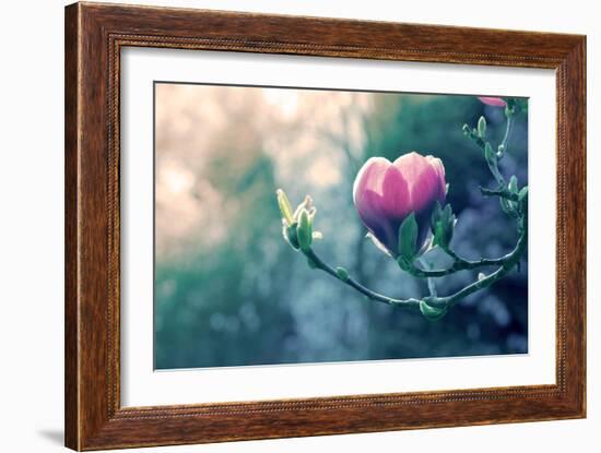 Pink Magnolia Blossom-Inguna Plume-Framed Photographic Print