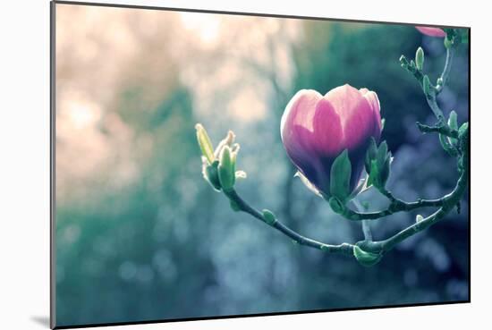 Pink Magnolia Blossom-Inguna Plume-Mounted Photographic Print