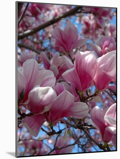 Pink Magnolia Blossoms and Cross on Church Steeple, Reading, Massachusetts, USA-Lisa S. Engelbrecht-Mounted Photographic Print