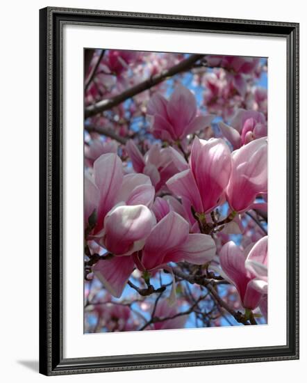 Pink Magnolia Blossoms and Cross on Church Steeple, Reading, Massachusetts, USA-Lisa S. Engelbrecht-Framed Photographic Print