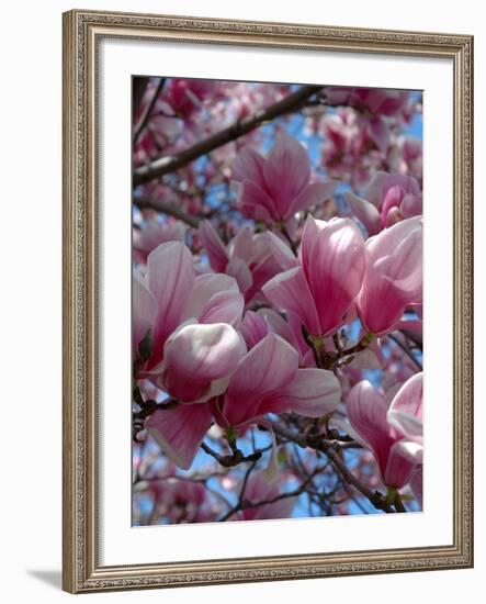 Pink Magnolia Blossoms and Cross on Church Steeple, Reading, Massachusetts, USA-Lisa S. Engelbrecht-Framed Photographic Print