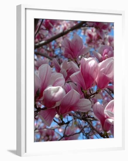 Pink Magnolia Blossoms and Cross on Church Steeple, Reading, Massachusetts, USA-Lisa S. Engelbrecht-Framed Photographic Print