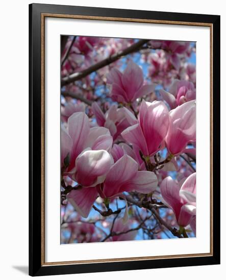 Pink Magnolia Blossoms and Cross on Church Steeple, Reading, Massachusetts, USA-Lisa S. Engelbrecht-Framed Photographic Print