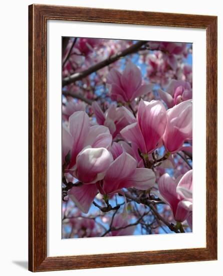 Pink Magnolia Blossoms and Cross on Church Steeple, Reading, Massachusetts, USA-Lisa S. Engelbrecht-Framed Photographic Print