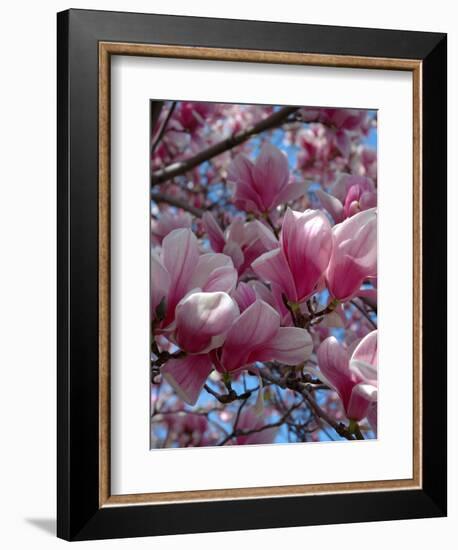 Pink Magnolia Blossoms and Cross on Church Steeple, Reading, Massachusetts, USA-Lisa S. Engelbrecht-Framed Photographic Print