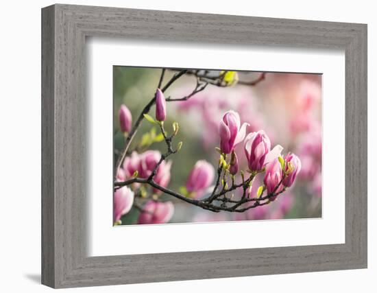 Pink Magnolia Flower in Garden-kenny001-Framed Photographic Print