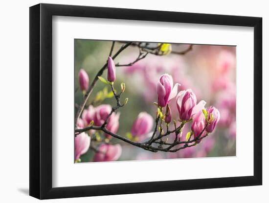 Pink Magnolia Flower in Garden-kenny001-Framed Photographic Print